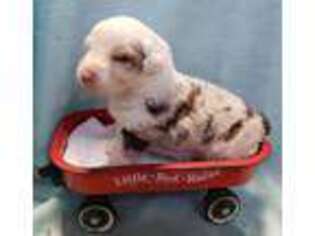 Australian Shepherd Puppy for sale in Landers, CA, USA