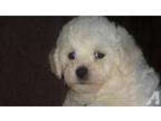 Bichon Frise Puppy for sale in SUN CITY, CA, USA