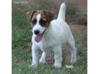 Jack Russell Terrier Puppy for sale in Seymour, TX, USA