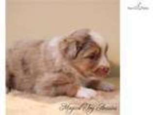 Miniature Australian Shepherd Puppy for sale in Rochester, NY, USA