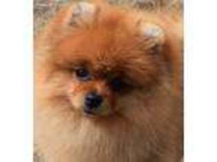 Pomeranian Puppy for sale in Belleville, MI, USA