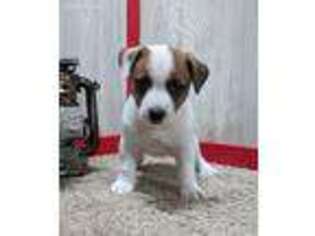 Puppyfinder Com Jack Russell Terrier Puppies Puppies For Sale