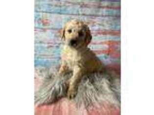Goldendoodle Puppy for sale in Cabool, MO, USA
