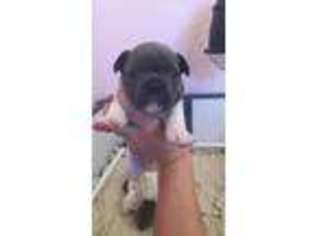 French Bulldog Puppy for sale in Center, TX, USA