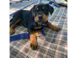Doberman Pinscher Puppy for sale in Block Island, RI, USA