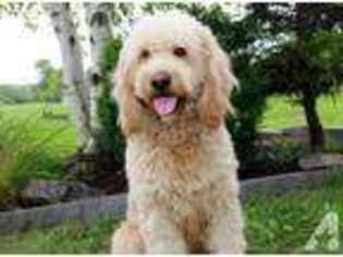 Goldendoodle Puppy for sale in EVANS MILLS, NY, USA