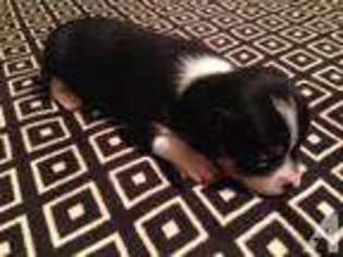 Chihuahua Puppy for sale in PALMYRA, NY, USA