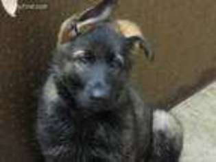 German Shepherd Dog Puppy for sale in Russells Point, OH, USA