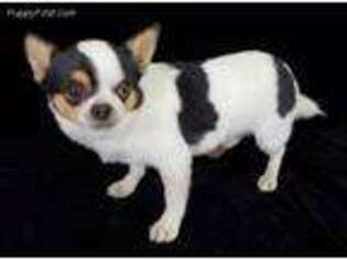 Chihuahua Puppy for sale in Klamath Falls, OR, USA
