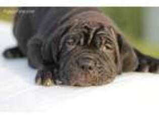 Neapolitan Mastiff Puppy for sale in Lowry City, MO, USA