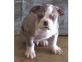Olde English Bulldogge Puppy for sale in Huntsville, AL, USA