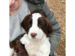 English Springer Spaniel Puppy for sale in New Carlisle, OH, USA