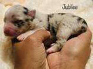 Australian Shepherd Puppy for sale in East Brookfield, MA, USA
