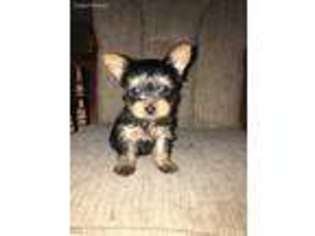 Yorkshire Terrier Puppy for sale in Jamestown, MO, USA