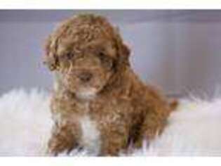 Goldendoodle Puppy for sale in Berryville, AR, USA