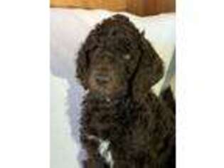 Mutt Puppy for sale in Forest Lake, MN, USA