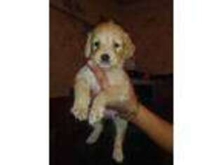 Golden Retriever Puppy for sale in Carlsbad, CA, USA