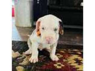 Great Dane Puppy for sale in Plant City, FL, USA