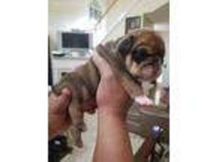 Bulldog Puppy for sale in Riverdale, GA, USA