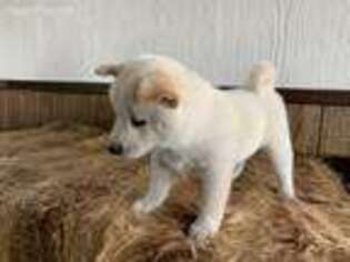 Shiba Inu Puppy for sale in Arthur, IL, USA
