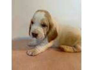 Basset Hound Puppy for sale in Jeffersonville, KY, USA