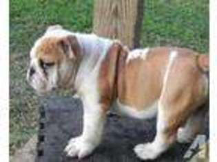 Irish Setter Puppy for sale in GUNTERSVILLE, AL, USA