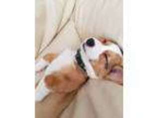 Pembroke Welsh Corgi Puppy for sale in Escondido, CA, USA