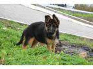 German Shepherd Dog Puppy for sale in New Boston, NH, USA