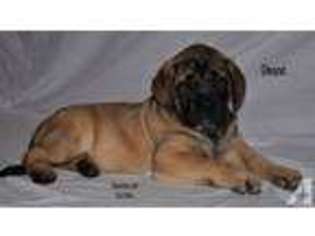 Mastiff Puppy for sale in REYNOLDSBURG, OH, USA