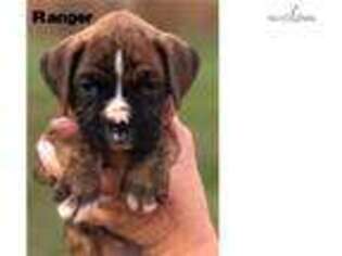 Boxer Puppy for sale in Fort Worth, TX, USA