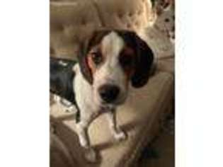 Beagle Puppy for sale in Jim Thorpe, PA, USA