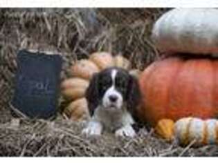 English Springer Spaniel Puppy for sale in Knoxville, TN, USA