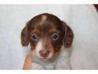 Dachshund Puppy for sale in Burlington, CO, USA