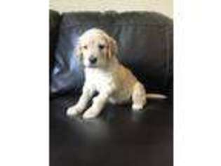 Goldendoodle Puppy for sale in Gaffney, SC, USA