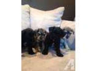Mutt Puppy for sale in OLNEY, IL, USA