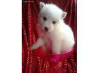 American Eskimo Dog Puppy for sale in Highlands, TX, USA