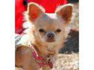 Chihuahua Puppy for sale in MACON, GA, USA