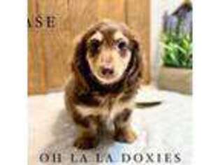 Dachshund Puppy for sale in Pleasant Hope, MO, USA