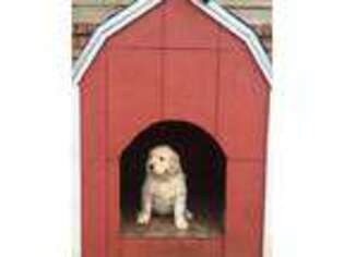 Golden Retriever Puppy for sale in Stratford, OK, USA