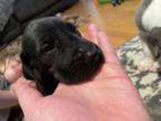 Great Dane Puppy for sale in Collinsville, IL, USA