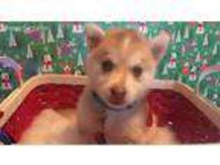 Siberian Husky Puppy for sale in Orange, CA, USA