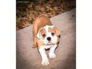 Bulldog Puppy for sale in Spring Branch, TX, USA