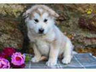 Alaskan Malamute Puppy for sale in Mifflintown, PA, USA