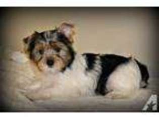 Yorkshire Terrier Puppy for sale in GENEVA, IN, USA