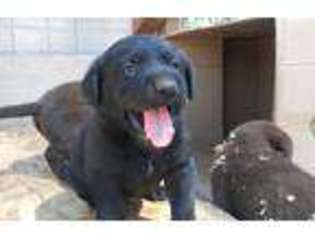 Labrador Retriever Puppy for sale in Valley, WA, USA