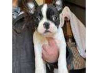 Boston Terrier Puppy for sale in New Park, PA, USA