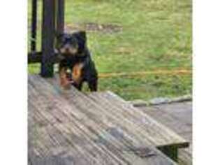 Rottweiler Puppy for sale in West Yarmouth, MA, USA