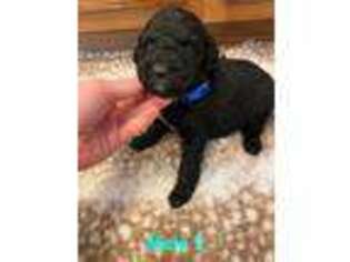 Goldendoodle Puppy for sale in Decatur, MS, USA