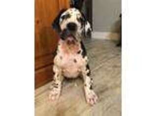 Great Dane Puppy for sale in Rockwall, TX, USA