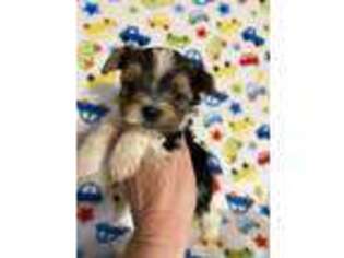 Yorkshire Terrier Puppy for sale in Laurel, MS, USA